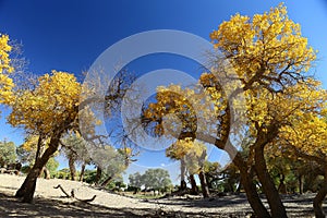 Landscape of Ejin Banner