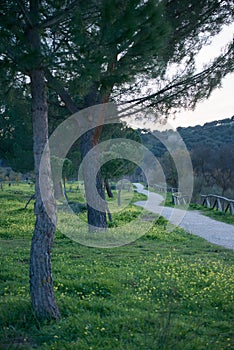 Landscape at El Pardo, Madrid. Green meadow and walking path photo
