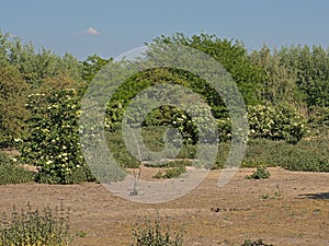 Landscape with elder bushes on an old dune ridge in the flemish countryside