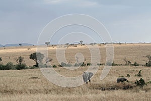 Landscape with Elephants at the Massai Mara