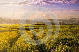 Landscape with endless field