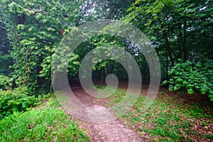 Landscape of entrance to dark forest full of vegetation on foggy day