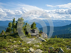 Landscape in the Ergaki nature park. Young cedars on the top of a mountain range