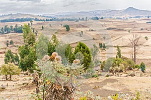Landscape in Ethiopia near Ali Doro