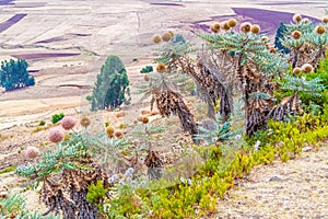 Landscape in Ethiopia near Ali Doro