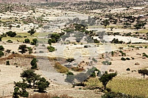 Landscape in Ethiopia with sorghum fields