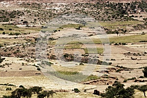 Landscape in Ethiopia with sorghum fields