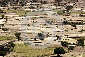 Landscape in Ethiopia with sorghum fields