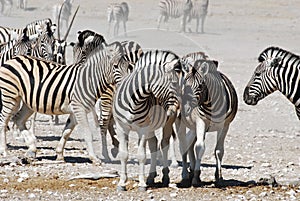 Landscape Etosha National Park with zebra