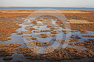 Landscape of Evros river in Greece.