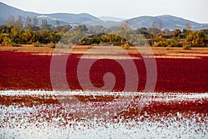 Landscape of Evros river in Greece.
