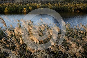 Landscape of Evros river in Greece.