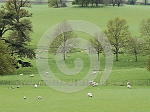 Landscape Ewes with lambs in Parkland