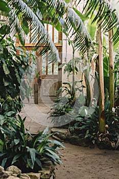 Landscape with exotic evergreen plants in greenhouse. Old tropical botanic garden. A variety of plants: palms and ferns