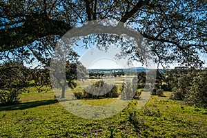 Landscape of Extremadura in Spain, dehesa