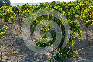 Landscape with famous sherry wine grape vineyards in Andalusia, Spain, sweet pedro ximenez or muscat, or palomino grape ready to photo