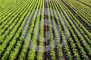 Landscape of a farm field of plantation of potato and eggplant bushes. Surface heavy irrigation system. Agroindustry, agribusiness