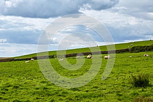 Landscape of farm with group of sheep eating grass