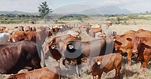 Landscape, farming and cows on field, herd of animals in countryside with mountains on ranch. Nature, grass and group of