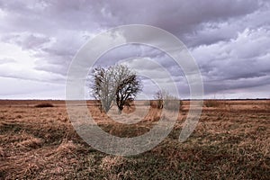 The landscape features a leafless tree, dry grass, and an overcast sky