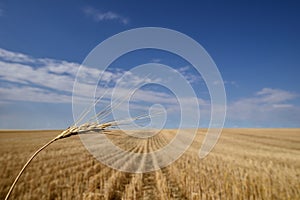 Harvested Grain Field Canadian Prairies