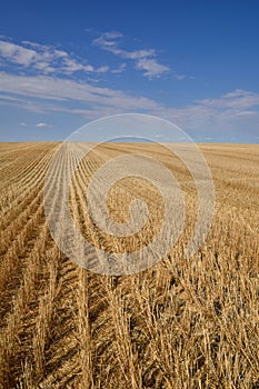 Harvested Grain Field Canadian Prairies