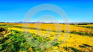 Landscape with the fertile farmlands along highway R26, in the Free State province of South Africa