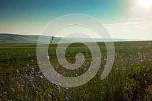 Landscape. Field on a background of hills