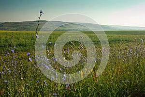 Landscape. Field on a background of hills