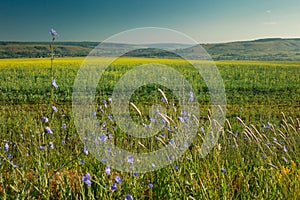 Landscape. Field on a background of hills