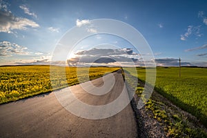 Landscape of field of beautiful springtime golden flower of rapeseed with blue sky before sunset with rural road and beautiful