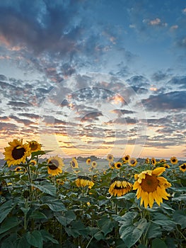 Landscape of field of blooming sunflowers with a sunset background during the golden hour.