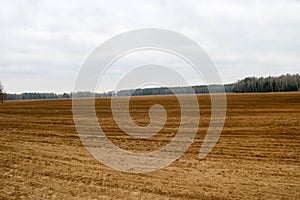 Landscape field, brown earth with beds, furrows for plowing with crops on the background of the forest and the blue sky