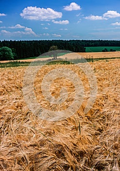 Landscape with field cereal grower and  the wood