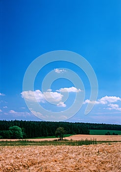 Landscape with field cereal grower and  the wood