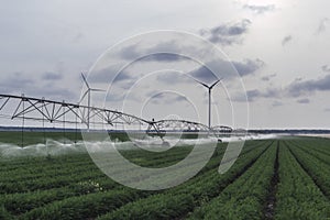 Landscape of a field covered in the grass surrounded by windmills under a cloudy sky in the evening