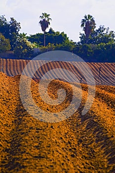 Landscape of field with furrows ready for planting Bnei Zion Israel