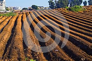 Landscape of field with furrows ready for planting Even Yehuda Israel