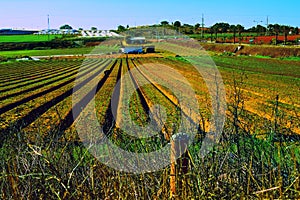 Landscape of field with furrows and strawberry Even Yehuda Israel