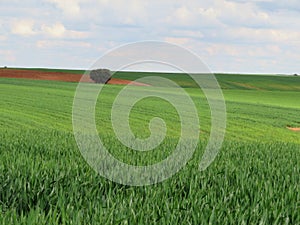 Landscape field of green cereal nature beautiful castile Spain photo