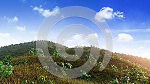 Landscape of field with Meadow Grass