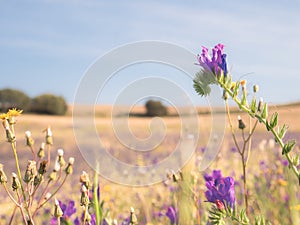 Landscape of a field with a purple wild flower Echium plantagineum