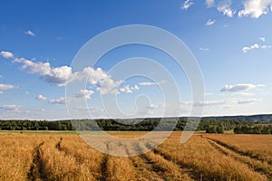 Landscape with field, sky and forest