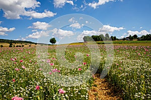 Landscape with field with summer flowers. Beautiful view with sky and path, trees and flower meadow. On sunny day.