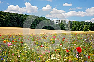 Landscape with field with summer flowers. Beautiful view with sky and path, trees and wildflower meadow. On sunny day