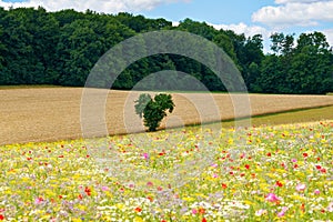 Landscape with field with summer flowers. Beautiful view with sky and path, trees and wildflower meadow. On sunny day.