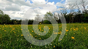 Landscape of a Field with Yellow Flowers - 5K