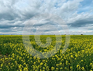 Landscape field of yellow oilseed rape flowers, also known as Rutabaga, Canola, Rape and Rapeseed oil seed.