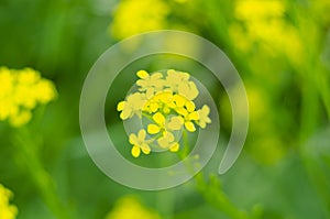 Landscape of a field of yellow rape or canola flowers, grown for the rapeseed oil crop