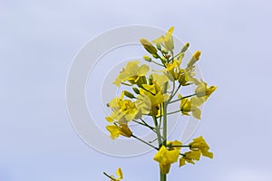 Landscape of a field of yellow rape or canola flowers, grown for the rapeseed oil crop. Field of yellow flowers with